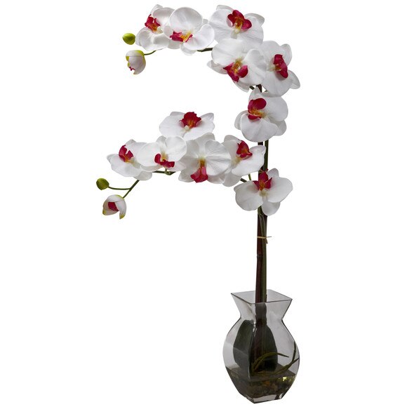 Phalaenopsis Orchid w/Vase Arrangement - SKU #1295-BU - 2