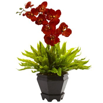 Birds Nest Orchid Combo with Planter - SKU #1429-AT
