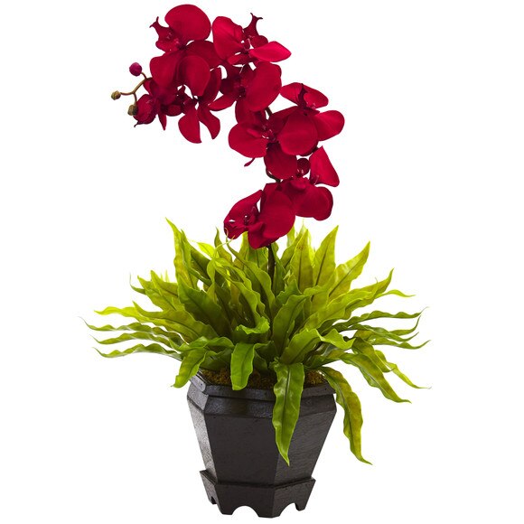 Birds Nest Orchid Combo with Planter - SKU #1429