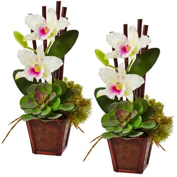 Cattleya Orchid and Succulent Arrangement Set of 2 - SKU #1445-S2-WH