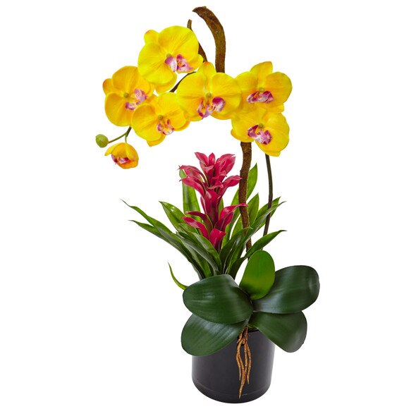 Orchid and Bromeliad in Glossy Black Cylinder - SKU #1478 - 6