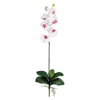 Phalaenopsis Stem Set of 12 - SKU #2044-12