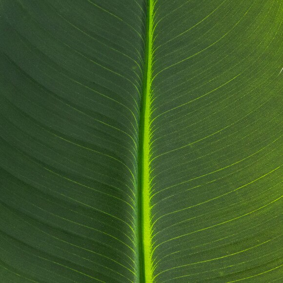 40-in Artificial Travelers Palm Stems- Set of 6 - SKU #2456-S6 - 3