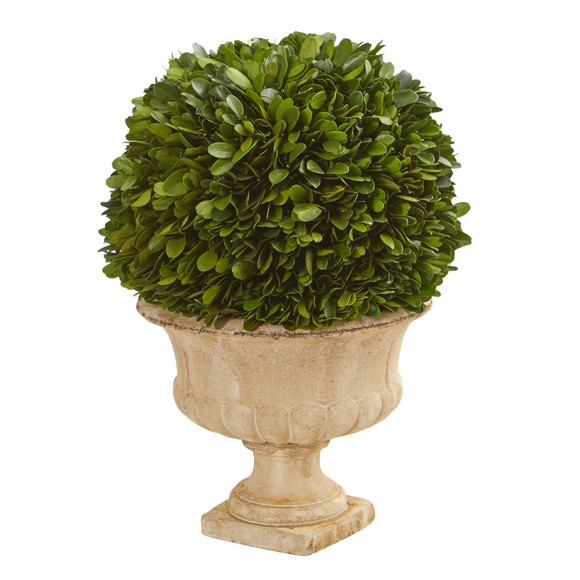 12 Boxwood Topiary Ball Preserved Plant in Decorative Urn - SKU #4372