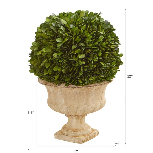 12 Boxwood Topiary Ball Preserved Plant in Decorative Urn - SKU #4372 - 1