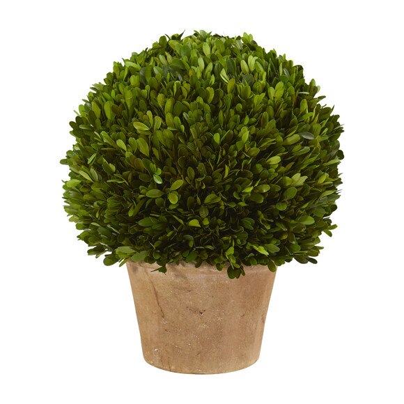 15 Boxwood Ball Preserved Plant in Planter - SKU #4373