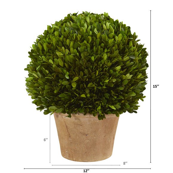 15 Boxwood Ball Preserved Plant in Planter - SKU #4373 - 1