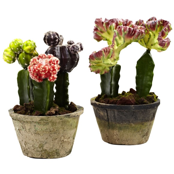 Colorful Cactus Gardens Set of 2 - SKU #4843-S2