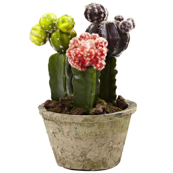 Colorful Cactus Gardens Set of 2 - SKU #4843-S2 - 1