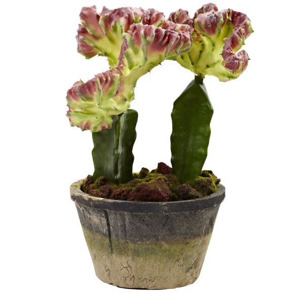 Colorful Cactus Gardens Set of 2 - SKU #4843-S2 - 2