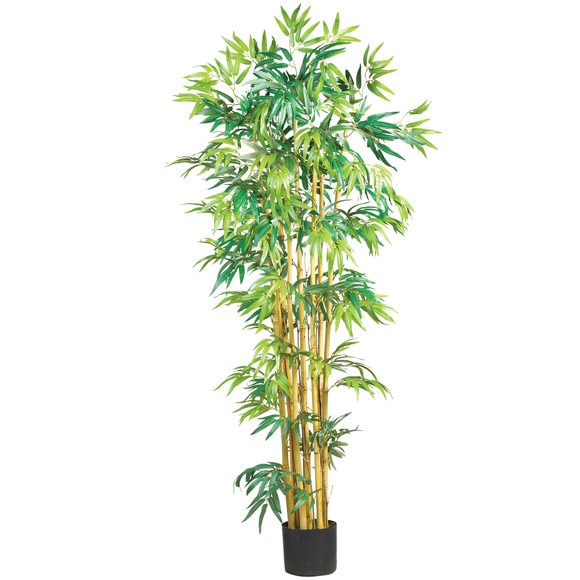 5 Multi Bambusa Bamboo Silk Tree - SKU #5179