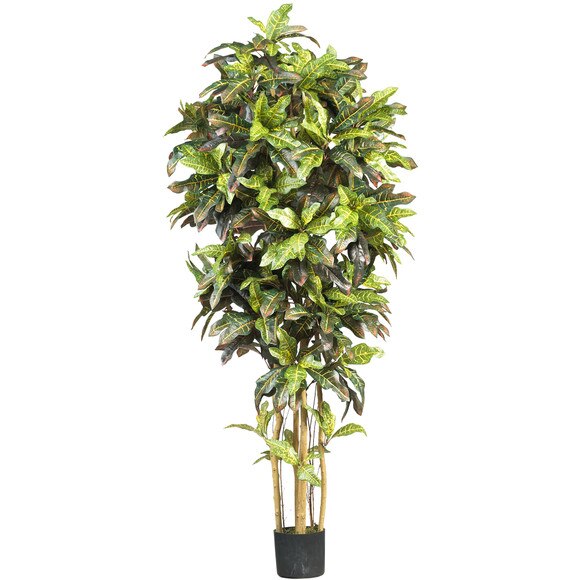 6 Croton Silk Tree - SKU #5211