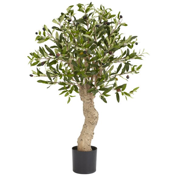 2.5 Olive Silk Tree - SKU #5331