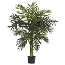 4 Golden Cane Palm Tree x 2 w/15 Lvs - SKU #5357