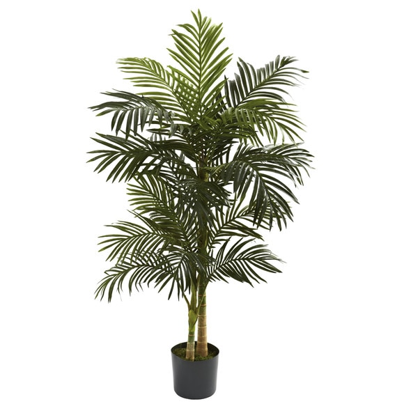 5 Golden Cane Palm Tree - SKU #5358