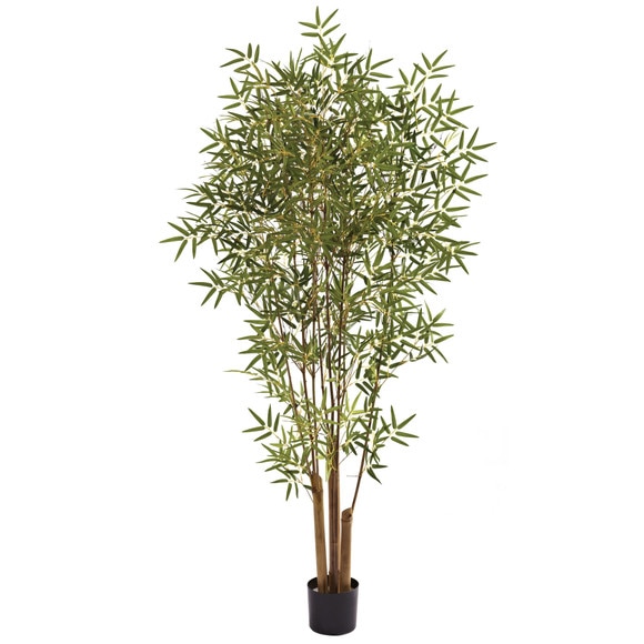 6 Japanese Bamboo Tree - SKU #5361