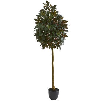75 Capensia Ficus Artificial Tree - SKU #5558