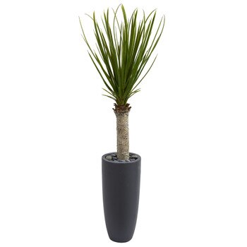 4 Yucca Tree in Gray Cylinder Planter - SKU #5798
