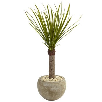 3.5 Yucca Tree in Sand Colored Bowl - SKU #5974