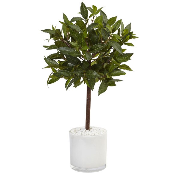 2 Sweet Bay Tree in White Glossy Cylinder - SKU #5980