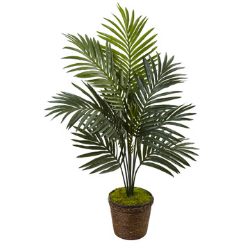 4 Kentia Palm Tree in Coiled Rope Planter - SKU #5993