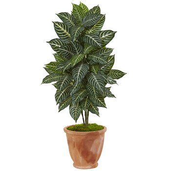 42 Zebra Plant in Terracotta Planter - SKU #6319