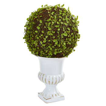 18 Mohlenbechia Ball Topiary in White Urn - SKU #6471