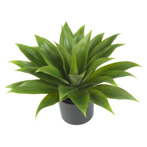 Agave Silk Plant - SKU #6565 - 1