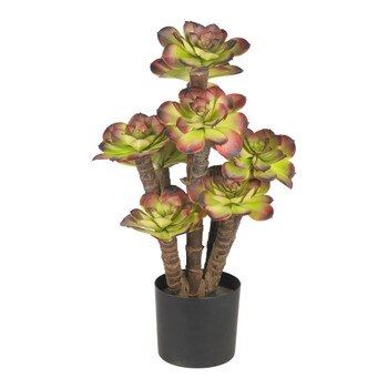 Echeveria silk Plant - SKU #6567