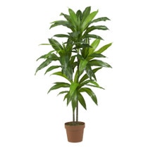 4 Dracaena Real Touch - SKU #6585