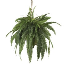 Large Boston Fern Hanging Basket - SKU #6774