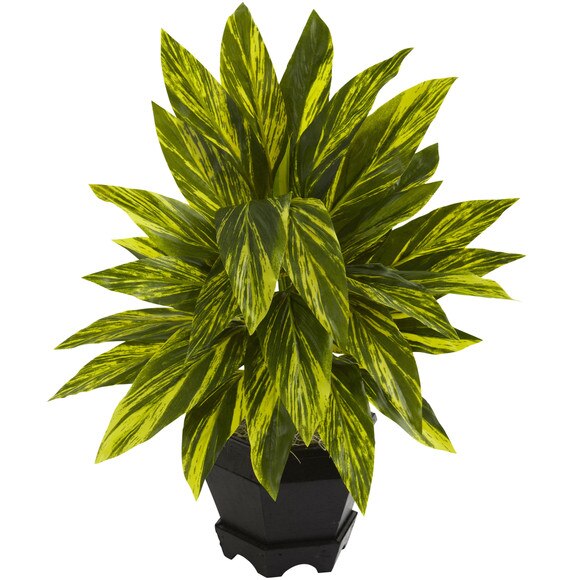 Ginger Plant w/Black Planter - SKU #6789