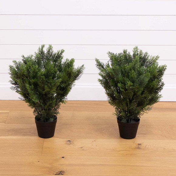 2 Cedar Bush Indoor/Outdoor - SKU #6880 - 1