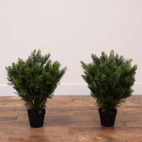 2 Cedar Bush Indoor/Outdoor - SKU #6880 - 2