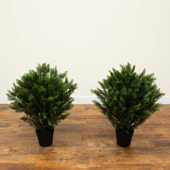 3 Cedar Bush Indoor/Outdoor - SKU #6881 - 2