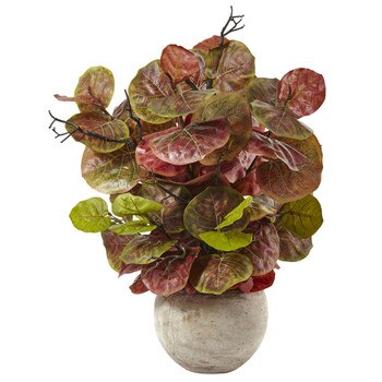 Seagrape Plant in Sand Colored Bowl - SKU #6928