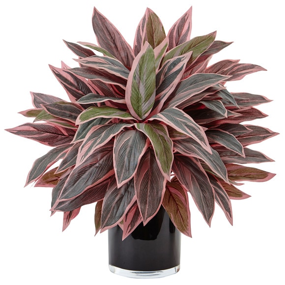 Caladium in Black Glossy Planter - SKU #6940