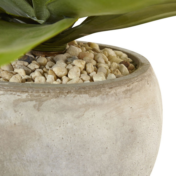 Agave in Sand Colored Bowl - SKU #6959 - 3