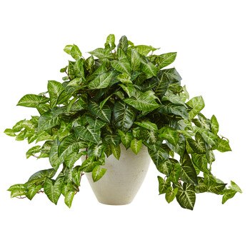 Nephthytis in White Planter - SKU #6989