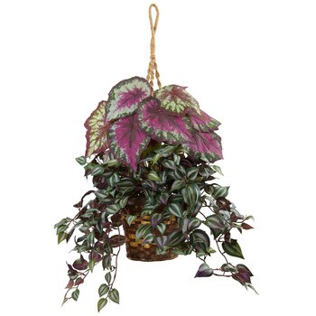 Wandering Jew and Begonia Hanging Basket - SKU #6995