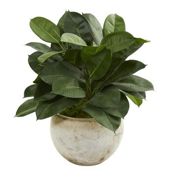 26 Artificial Rubber Plant in Stone Planter - SKU #9244