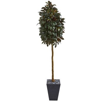 71 Capensia Ficus Artificial Tree in Slate Planter - SKU #9615