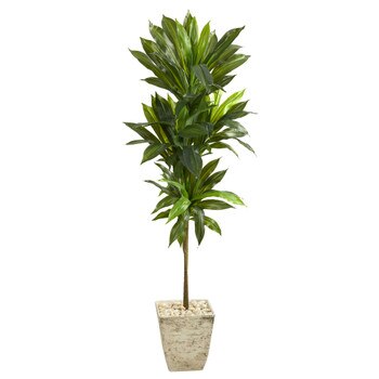 5 Dracaena Artificial Plant in Country White Planter Real Touch - SKU #P1410