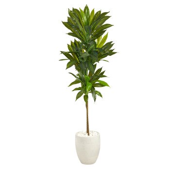 62 Dracaena Artificial Plant in White Planter Real Touch - SKU #P1411