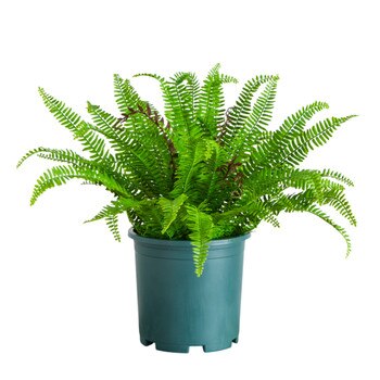 23-in UV Resistant Artificial Boston Fern Plant Indoor/Outdoor - SKU #P2174