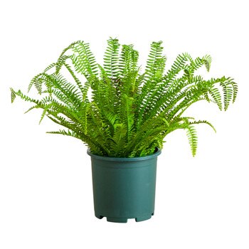 27-in UV Resistant Artificial Boston Fern Plant Indoor/Outdoor - SKU #P2175