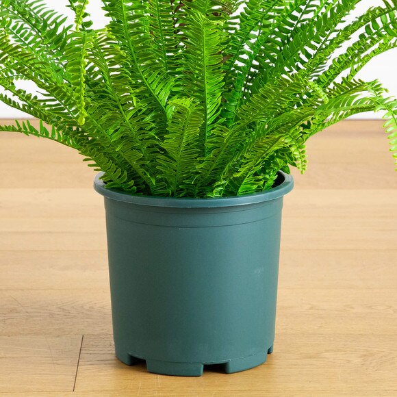 27-in UV Resistant Artificial Boston Fern Plant Indoor/Outdoor - SKU #P2175 - 4