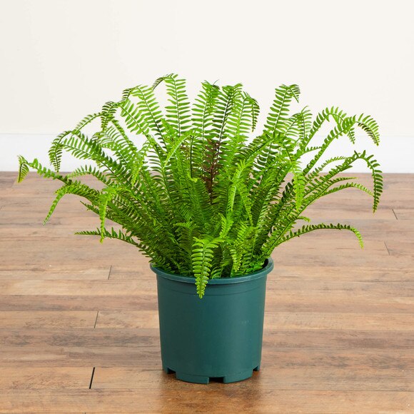 27-in UV Resistant Artificial Boston Fern Plant Indoor/Outdoor - SKU #P2175 - 7