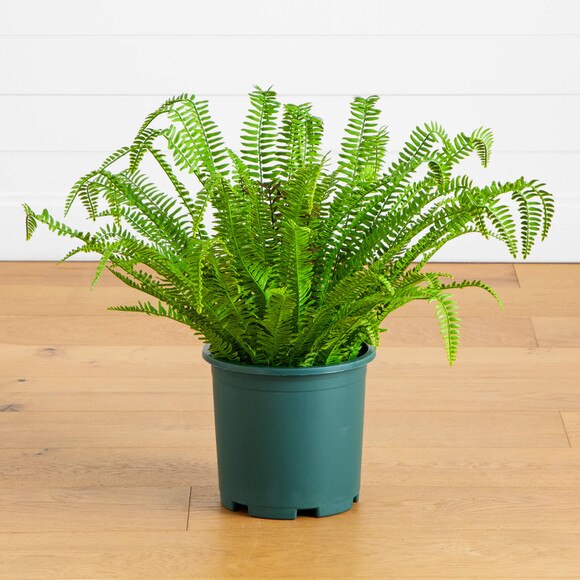 27-in UV Resistant Artificial Boston Fern Plant Indoor/Outdoor - SKU #P2175 - 8