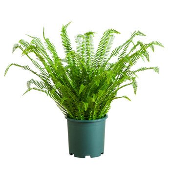 3-ft UV Resistant Artificial Boston Fern Plant Indoor/Outdoor - SKU #P2176